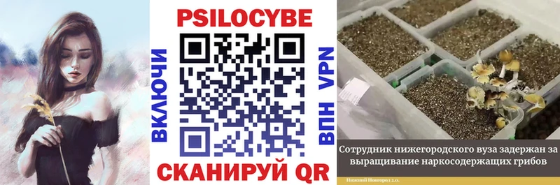 наркошоп  Курган  Псилоцибиновые грибы GOLDEN TEACHER 